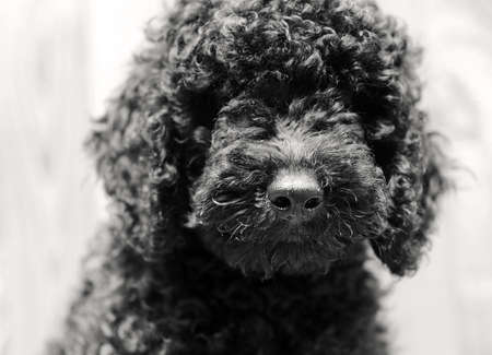 Black  Poodle puppy . Close-up portrait in sepia tonesの写真素材