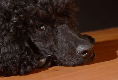 black cute  poodle dog  on floor, watching guiltilyの写真素材