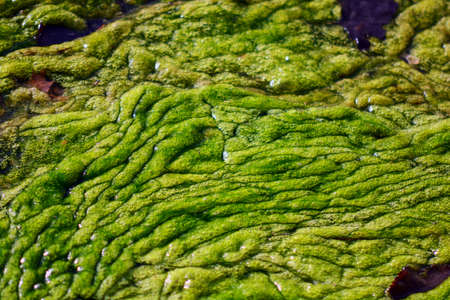 Close up of  Polluted water with algae.の写真素材