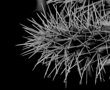 Cactusの写真素材