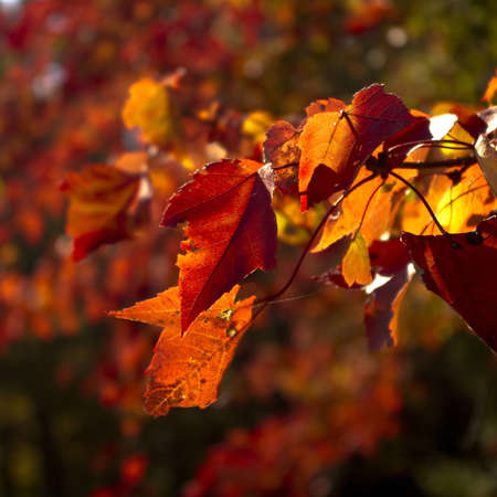 Fall Leavesの写真素材