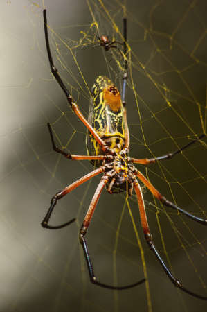 Gigantic Spider, Amboseli National Park, Kenya