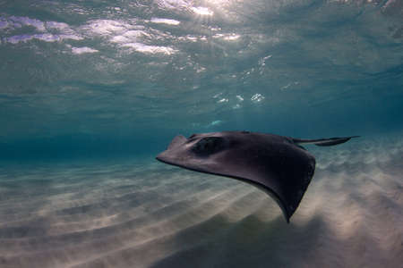 Shallow Water Stingrayの写真素材