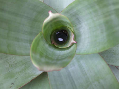 stagnant water in plants is very natural
