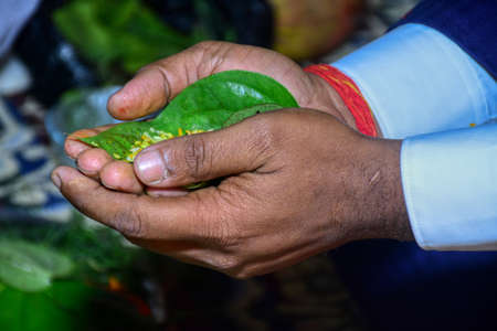 Hindu Indian groom kept betel leaf, betel nut on hand for wedding ritualsの写真素材