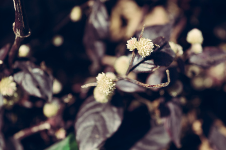 closeup of small flowersの写真素材