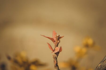 close up of old leaves on branchの写真素材
