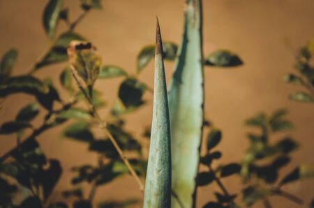 closeup of sharp cactusの写真素材