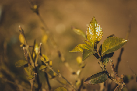 sunlight on green leaves