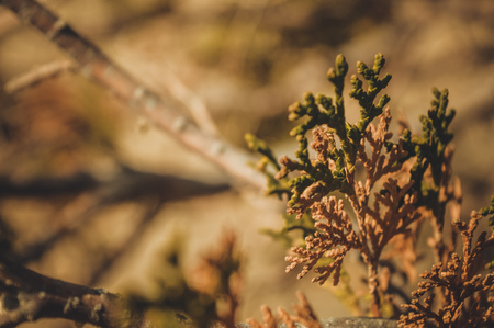 Closeup of leavesの写真素材