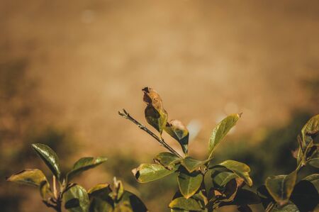 sunlight over old green leavesの写真素材