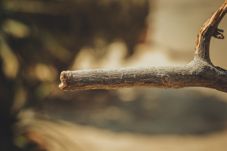 closeup of branchの写真素材