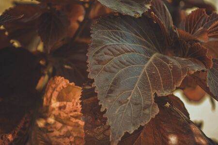 green leaf backgroundの写真素材