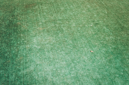 green grassの写真素材