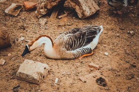 closeup of swan with black beak