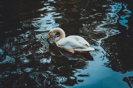 whooper swan in lake at giza zoo, egyptの写真素材