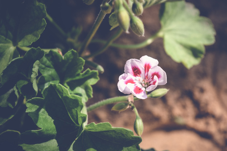 white red flower with green leaves backgroundの写真素材
