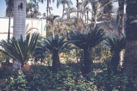 giza, egypt, march 25, 2017: view inside orman gardenの写真素材