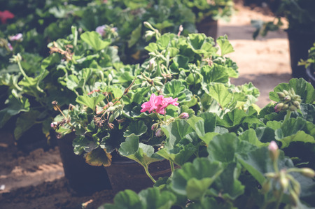 pink flower in green leaves, spring backgroundの写真素材