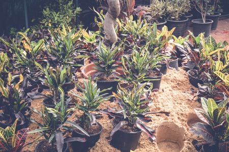 green garden background