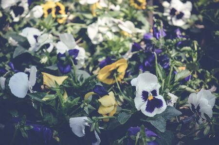 pansy flowers in garden, spring backgroundの写真素材