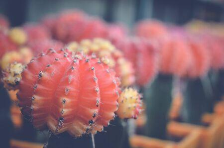 closeup of colored cactusの写真素材