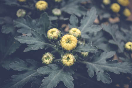 small yellow flowers over green leaves, spring backgroundの写真素材