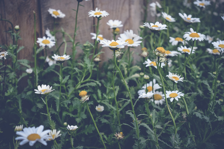 tanacetum parthenium, feverfew flowers, spring background