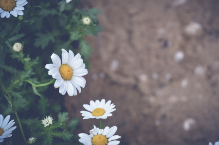 tanacetum parthenium, feverfew flowersの写真素材