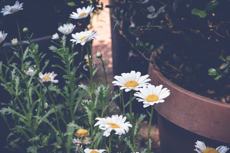 tanacetum parthenium, feverfew flowers, spring backgroundの写真素材