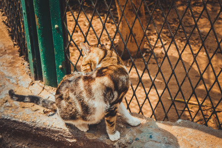 cat at gardenの写真素材