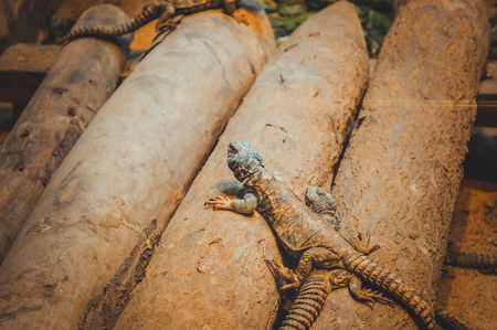 closeup of lizard backgroundの写真素材
