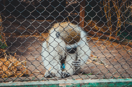 White brown monkey in cage at giza zoo, egyptの写真素材