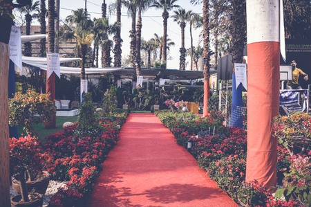 Giza, Egypt, March 25, 2017 red carpet inside orman gardenのeditorial素材
