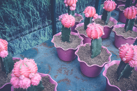 pink cactusの写真素材
