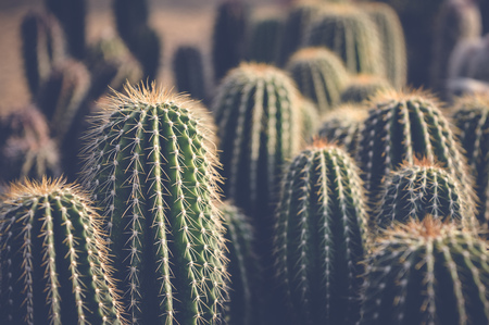 green sharp cactus background