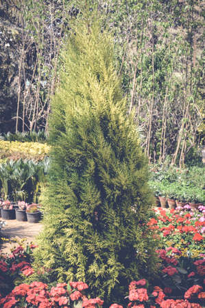 green tree in gardenの写真素材