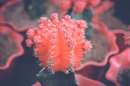 small red cactus backgroundの写真素材