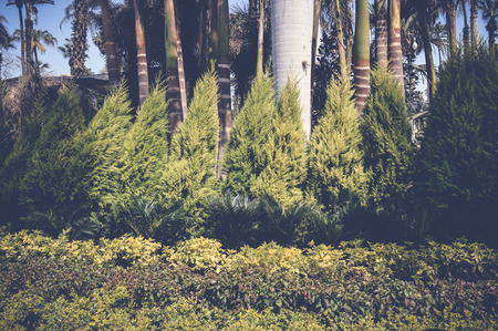 trees in garden backgroundの写真素材