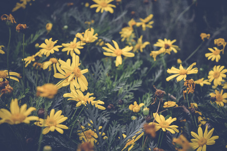 Euryops pectinatus yellow flowersの写真素材