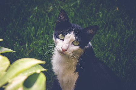 white black cat on green grass
