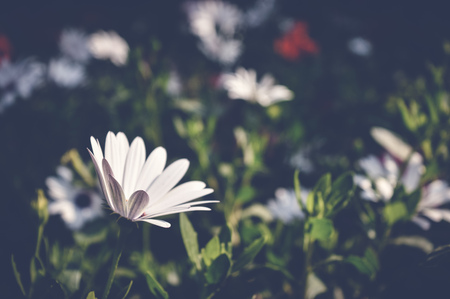 white daisybush, steospermum flower