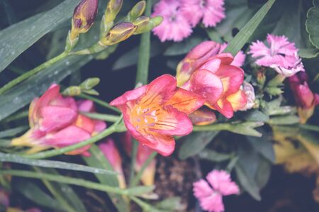 pink flowers over green leaves backgroundの写真素材