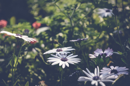 white daisybush, steospermum flowers spring backgroundの写真素材