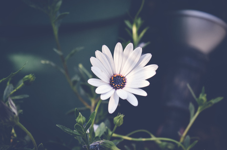 white daisybush, steospermum flowerの写真素材