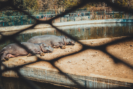 giza, egypt, march 4, 2017: view of hippopotamus sleeping at giza zooの写真素材