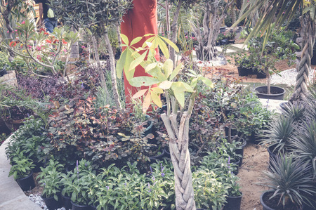 flowers garden background