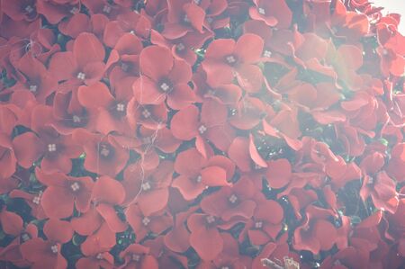 red flowers background