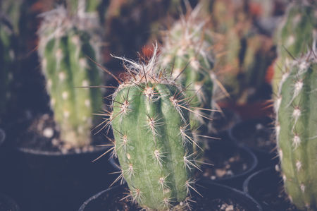 green cactusの写真素材