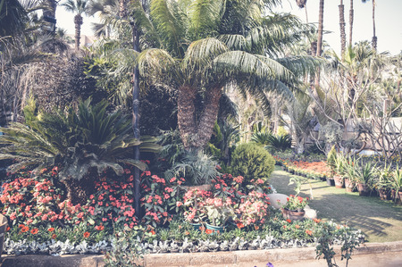 flowers garden backgroundの写真素材